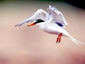 Little Tern