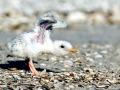 Little Tern