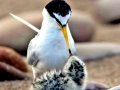 Little Tern
