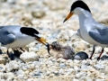 Little Tern