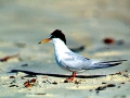 Little Tern