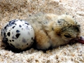 Little Tern