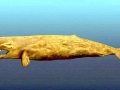 Livyatan