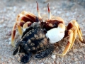 Loggerhead Sea Turtle