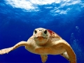 Loggerhead Sea Turtle