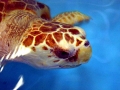 Loggerhead Sea Turtle