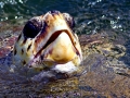 Loggerhead Sea Turtle