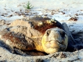 Loggerhead Sea Turtle