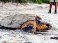 Loggerhead Sea Turtle