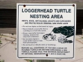 Loggerhead Sea Turtle