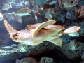Loggerhead Sea Turtle