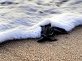 Loggerhead Sea Turtle