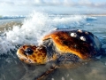 Loggerhead Sea Turtle