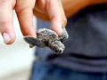 Loggerhead Sea Turtle