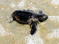Loggerhead Sea Turtle