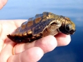 Loggerhead Sea Turtle