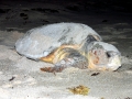 Loggerhead Sea Turtle