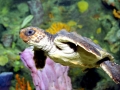 Loggerhead Sea Turtle