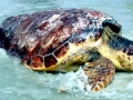 Loggerhead Sea Turtle