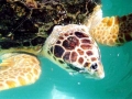 Loggerhead Sea Turtle