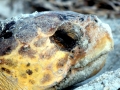 Loggerhead Sea Turtle