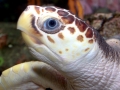 Loggerhead Sea Turtle