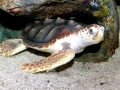 Loggerhead Sea Turtle