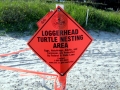 Loggerhead Sea Turtle