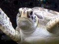 Loggerhead Sea Turtle