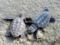 Loggerhead Sea Turtle