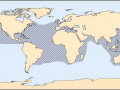 Loggerhead Sea Turtle