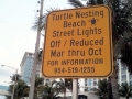 Loggerhead Sea Turtle