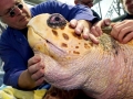 Loggerhead Sea Turtle