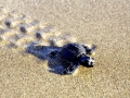 Loggerhead Sea Turtle