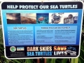 Loggerhead Sea Turtle