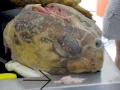 Loggerhead Sea Turtle