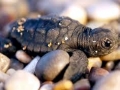 Loggerhead Sea Turtle