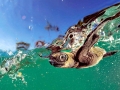 Loggerhead Sea Turtle