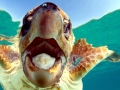 Loggerhead Sea Turtle