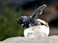 Loggerhead Sea Turtle