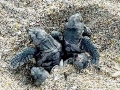 Loggerhead Sea Turtle