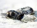 Loggerhead Sea Turtle
