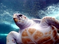 Loggerhead Sea Turtle