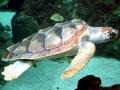 Loggerhead Sea Turtle