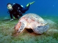 Loggerhead Sea Turtle