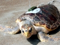 Loggerhead Sea Turtle
