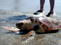 Loggerhead Sea Turtle