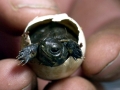 Loggerhead Sea Turtle