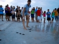 Loggerhead Sea Turtle