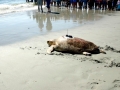 Loggerhead Sea Turtle